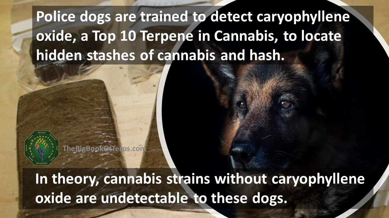 Police K9 trained to detect terpene for hash interdiction