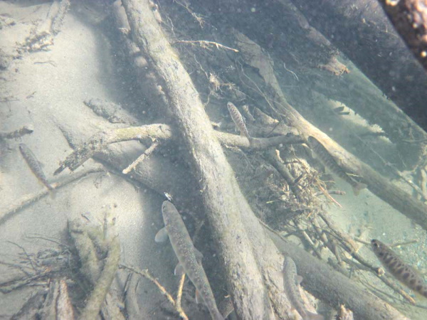 Terpenes Preserved in ancient underwater wood